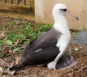 OLYMPUS DIGITAL CAMERA KP519 and chick