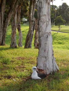 From Tern Island to the golf course