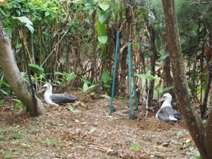 P061 and KP784 at their nests
