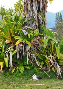 KP753 sitting on bad egg