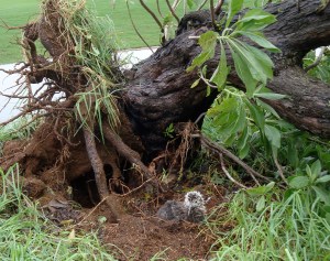 Chick of 298, blu200