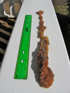 flying fish eggs on fishing line