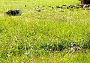 KP400, watched by chick