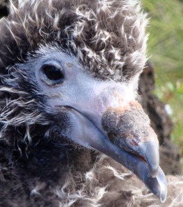 Chick with malformed bill