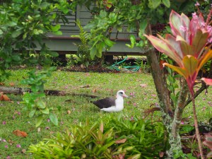 K407 waiting for KP466