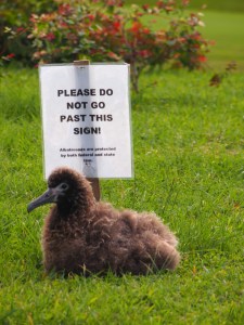 Albatrosses can read!