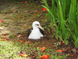 Blu234 on leafy nest