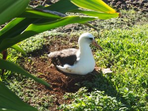 WhA093 on nest KP300 built