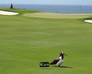 Chick on fairway 6