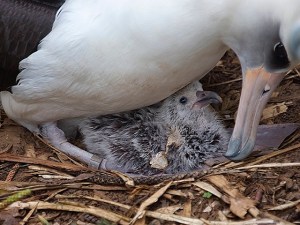 He still has shell stuck on his feathers!