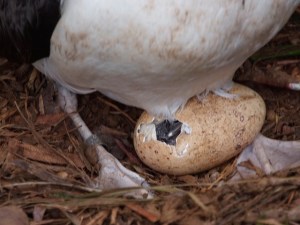 The chick is working hard…..