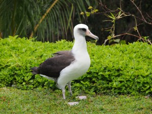 Barney's first day back