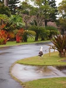 KP505 waiting for K065