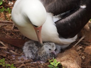 KP943 and her new chick