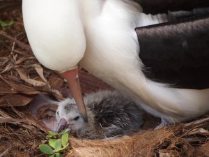 WhA172 and her chick