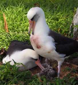 KP462 comes to relieve K673 at the nest