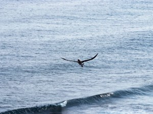 A hui hou, Vinny! Until we meet again!