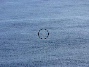 A hui hou, Vinny!  Until we meet again!