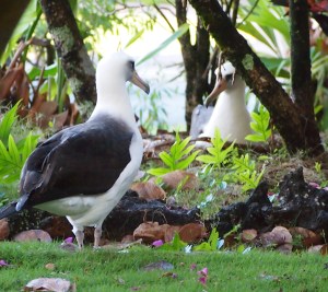 643 watches blu230 on nest