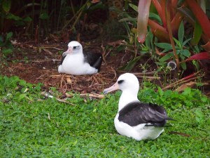 KP730 watching her nest
