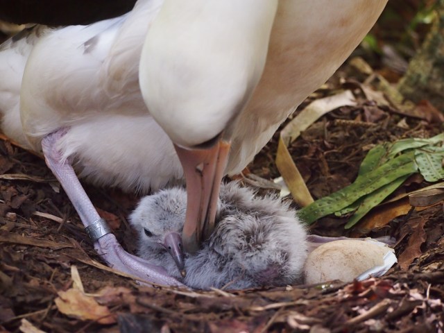 KP618 and chick,1-31-15