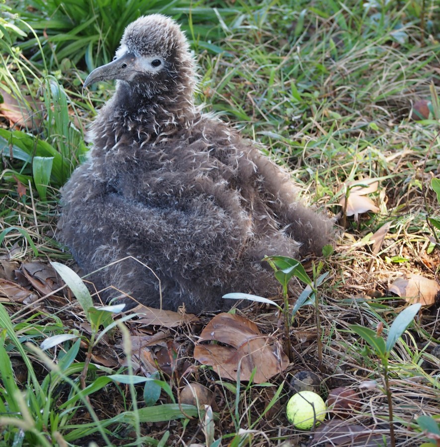 Chick and golf ball