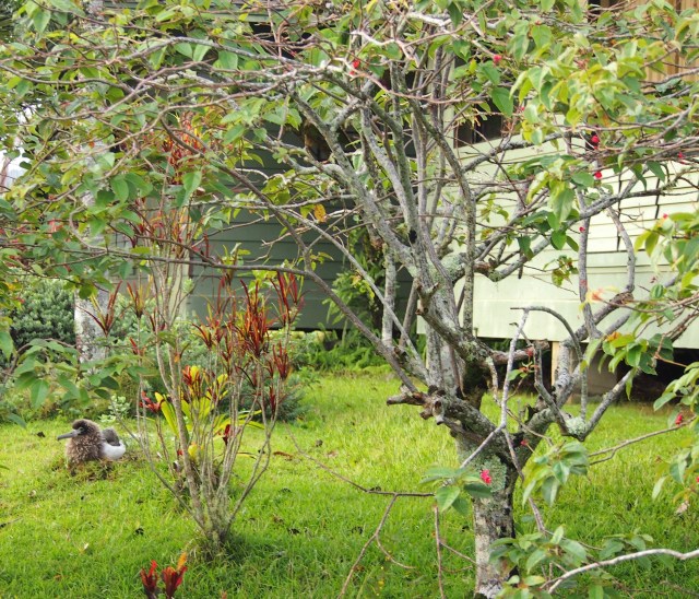 Kirwan sitting below my window