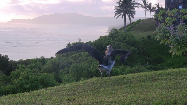 Kirwan scans the area