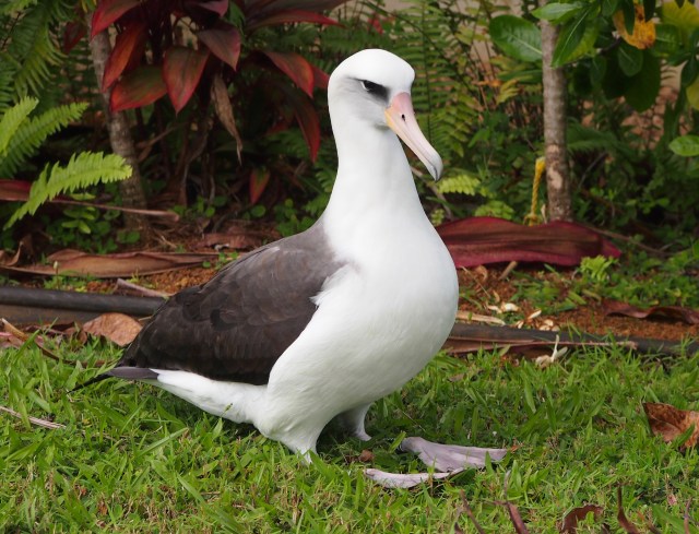 KP400 - First albatross to return to Princeville