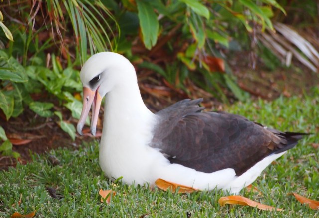 K233 talking to himself